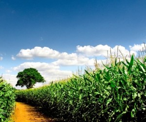 Les initiatives d’une agriculture libre