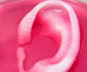 Impression 3D d’organes ou de tissus vivants : les promesses du bio-printing