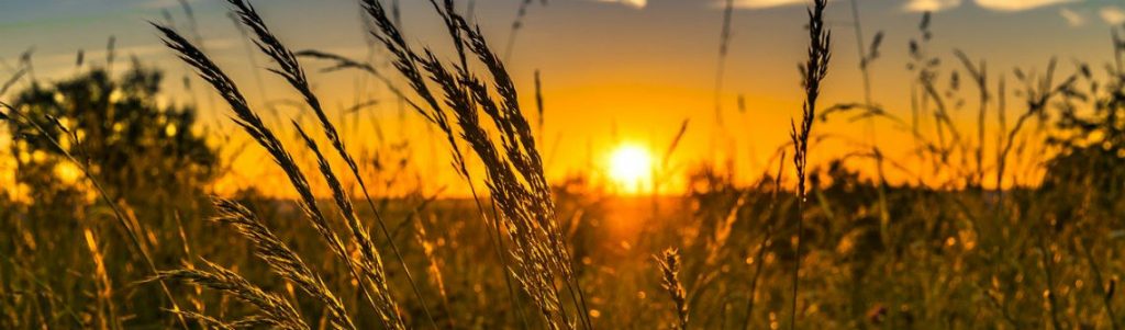 Un guide des bonnes pratiques RSE pour l’agrivoltaïsme