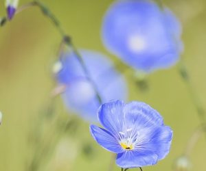 Le CRBA étudie les plantes comestibles pour faire face aux bouleversements climatiques