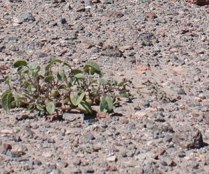 L'IA pour comprendre la résilience des plantes aux environnements extrêmes