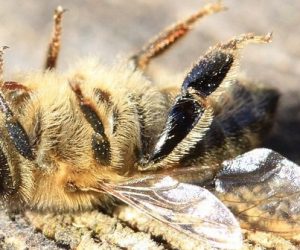 La toxicité à long terme des pesticides devant le Conseil d’État