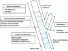 Figure 1 - The different compartments of the hypha and from their constitution to their functional development (after [17])