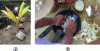Figure 2 - a) Sprouted coconut and b) traditional trituration and maceration (photo credit: J. Sebag for GIMT)