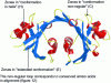 Figure 15 - Schematic representation of the three-dimensional structure of the Ivy protein (to be compared with figure )
