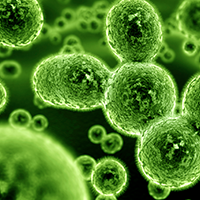 Bioprocesses and bioproductions